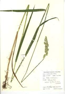 Image of reed canarygrass