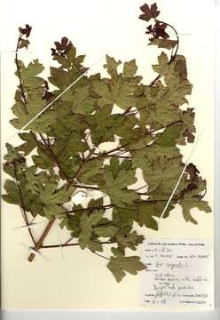 Image of Field Maple