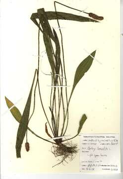 Image of Ribwort Plantain