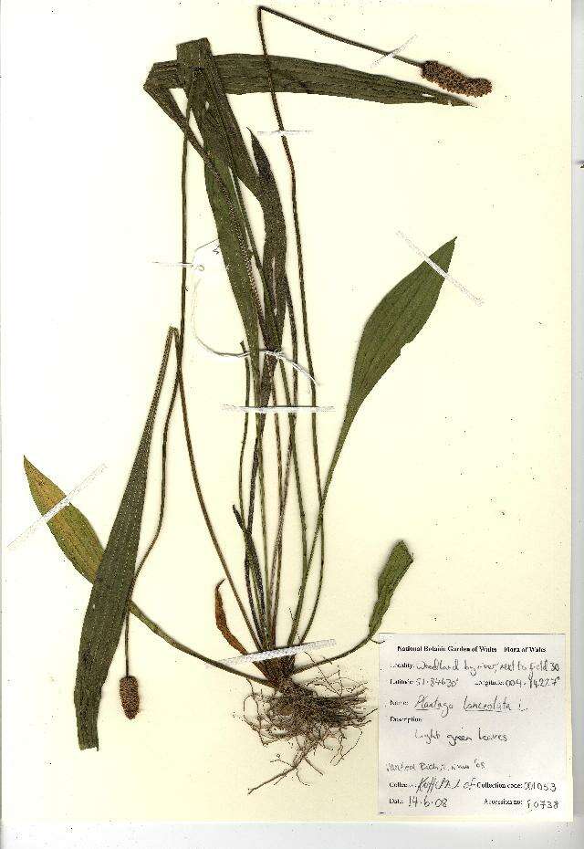 Image of English plantain