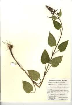 Image of hedge nettle