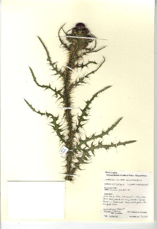 Image of Marsh Thistle