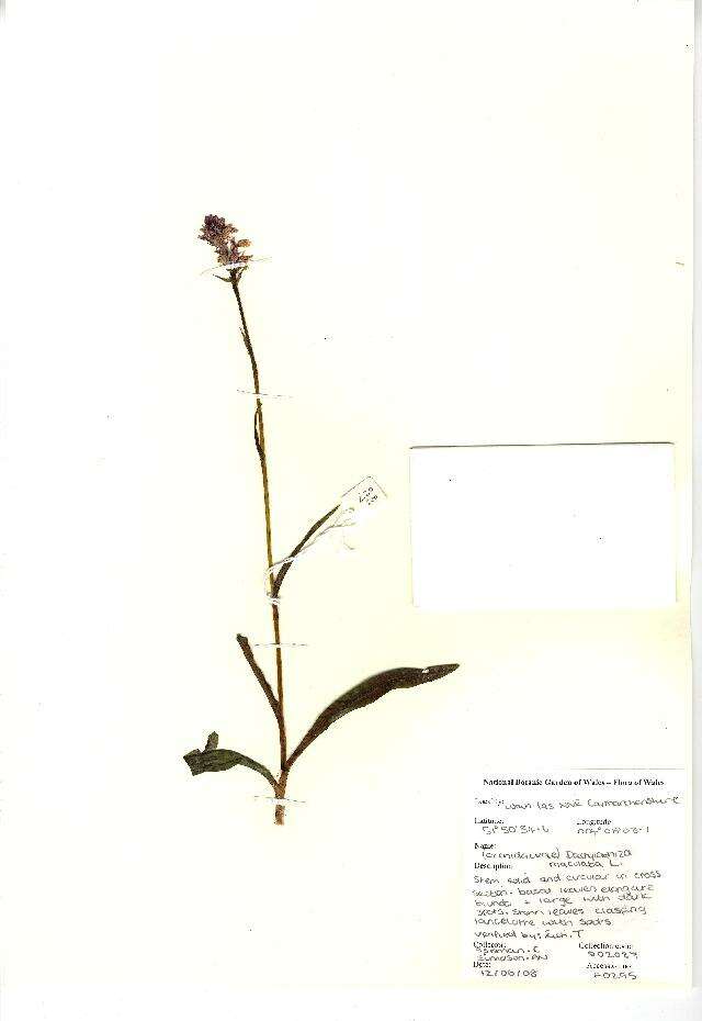 Image de orchis tacheté