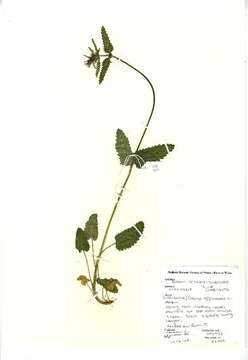 Слика од Stachys officinalis