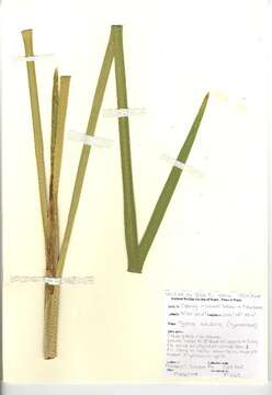 Plancia ëd Typha latifolia L.