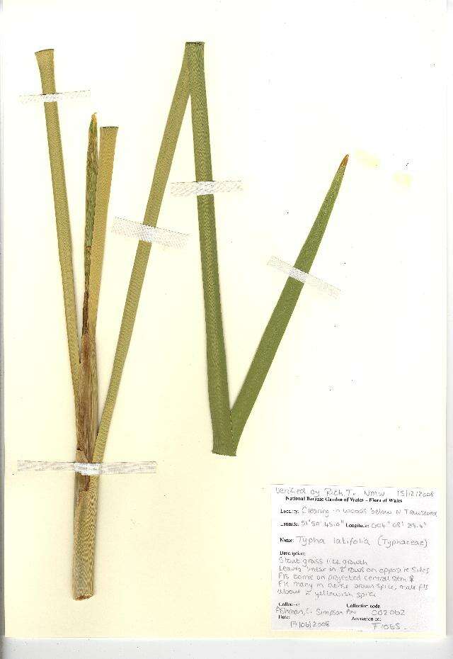 Image of broadleaf cattail