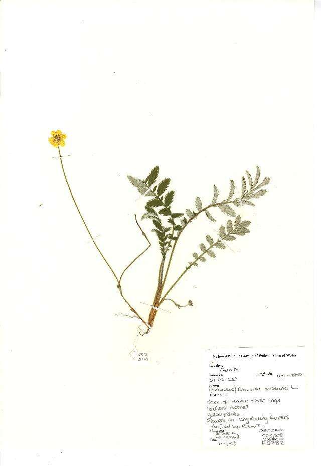 Image of silverweed cinquefoil