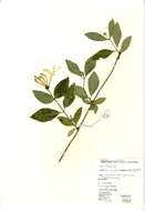 Image of European honeysuckle