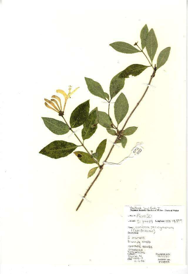 Image of European honeysuckle