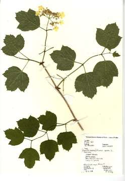 Imagem de Viburnum opulus L.