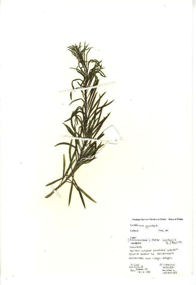 Image of Aster linosyris