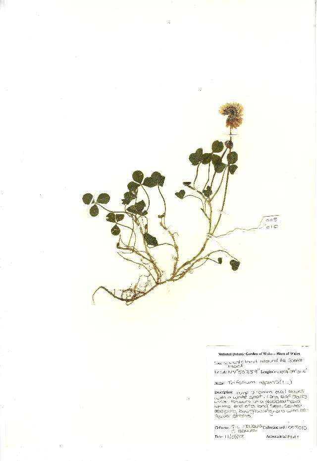 Image of white clover