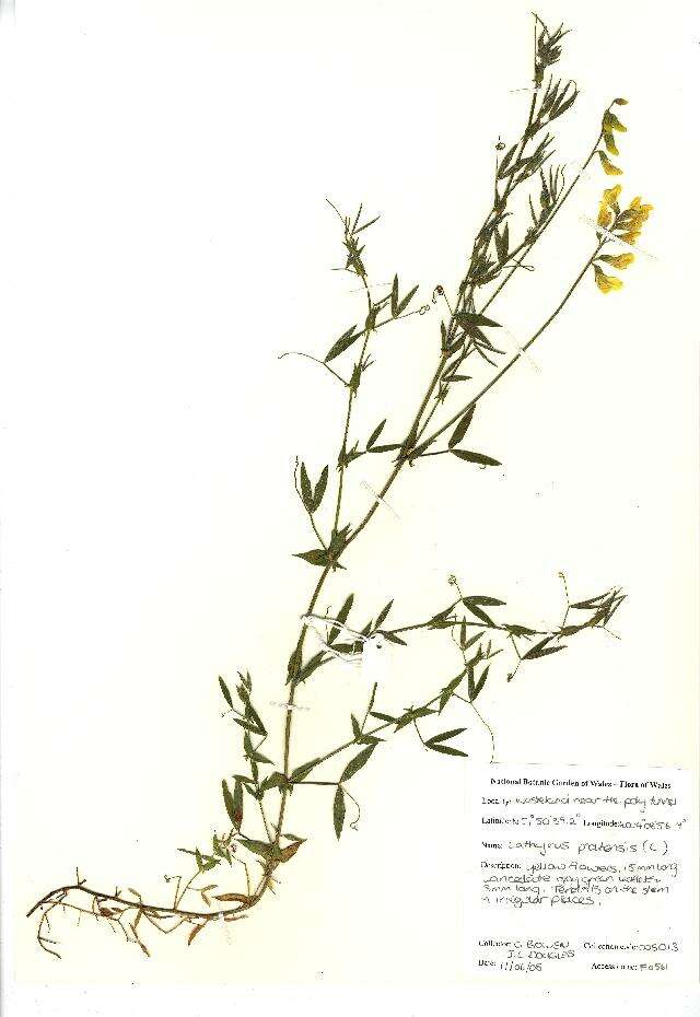 Image of meadow pea
