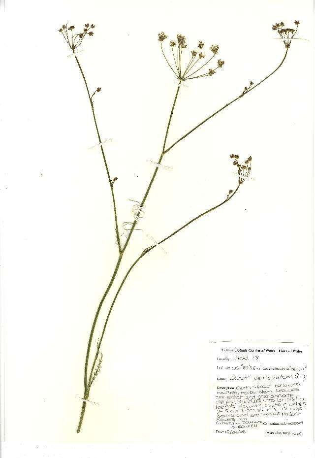 Trocdaris verticillatum (L.) Rafin. resmi