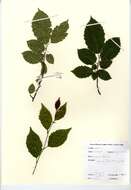 Image of European hornbeam