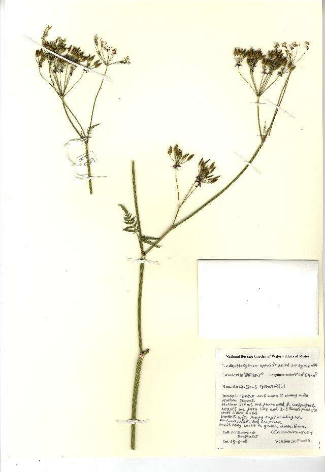 Anthriscus sylvestris (L.) Hoffm. resmi