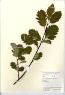 Image of Ley's Whitebeam