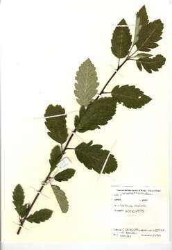 Image of Hedlundia minima (Ley) Sennikov & Kurtto