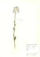 Image of cuckoo flower