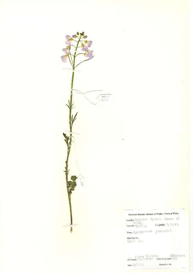 Image of cuckoo flower