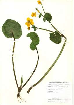 Image of Marsh-marigold