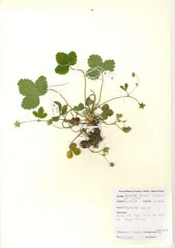 Image of Barren Strawberry