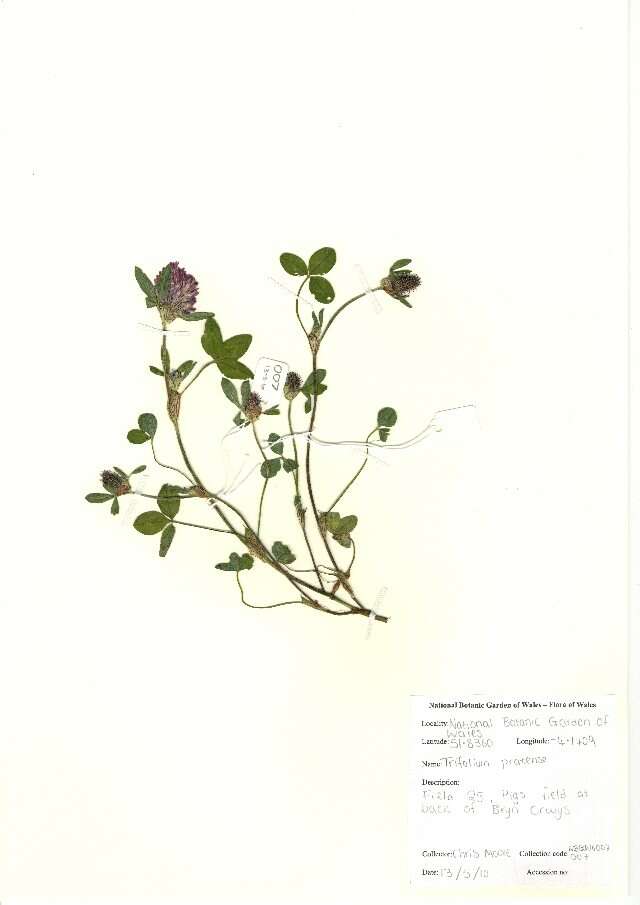 Image of Red Clover