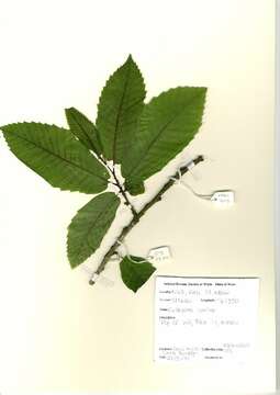 Image of Sweet Chestnut