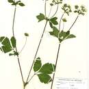 Potentilla rupestris resmi