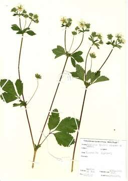 Image of Potentilla rupestris