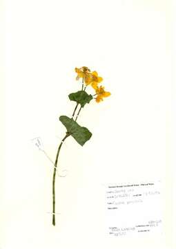 Image of Marsh-marigold