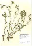 Image of groundsel