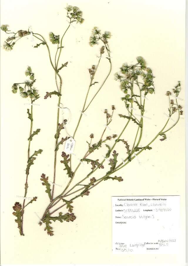 Image of groundsel