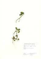 Ranunculus omiophyllus Ten.的圖片