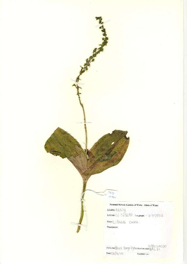 Image of Common twayblade