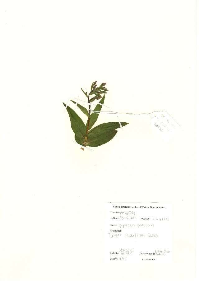 Image of Marsh Helleborine