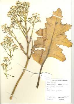 Image of sea kale