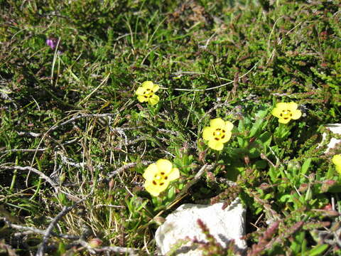 Image of European frostweed