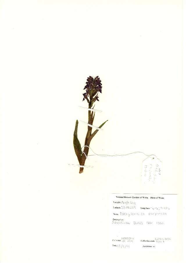 Image of Northern Marsh-orchid