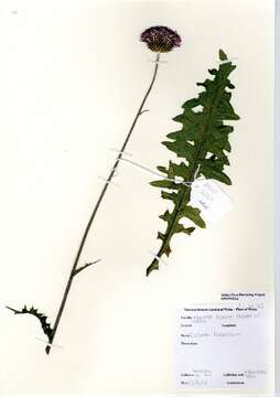 Image of Tuberous Thistle