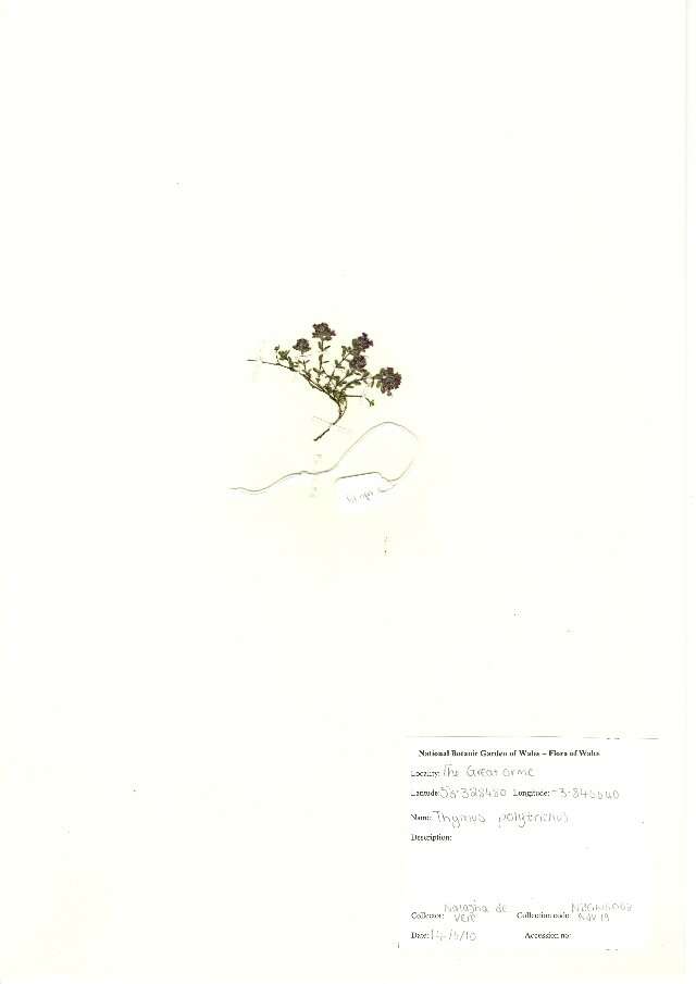 Thymus praecox (rights holder: National Botanic Garden of Wales. National Botanic Garden of Wales. Year: 2012.)