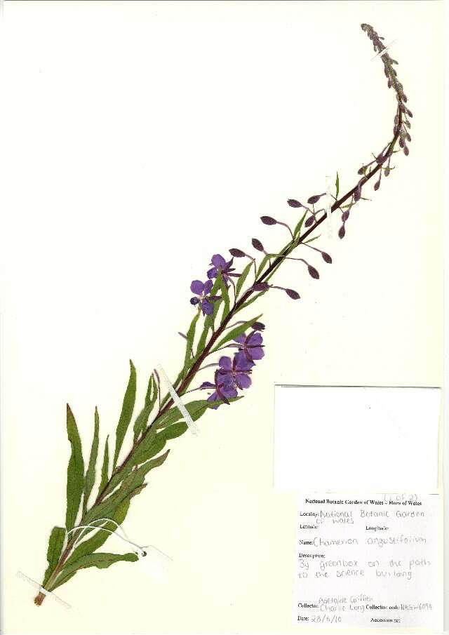 Imagem de Epilobium angustifolium subsp. angustifolium