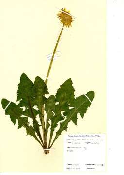 Слика од Taraxacum agg