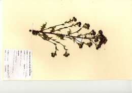 Image of Creeping Thistle