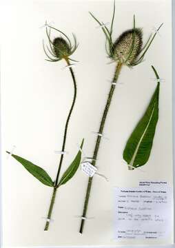 Image of Fuller's teasel