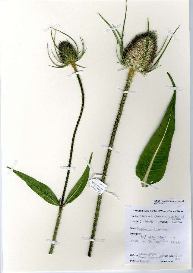 Dipsacus fullonum L.的圖片