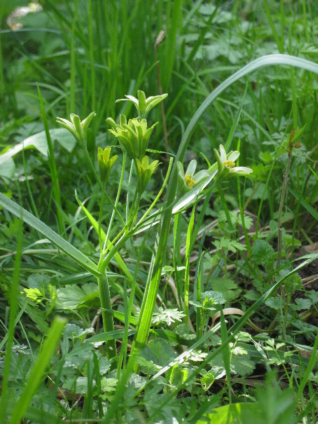 Image of yellow star of Bethlehem