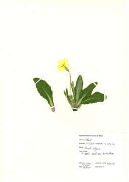 Image of Primrose