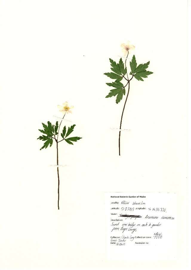 Image of European thimbleweed