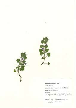 Image of Ground ivy